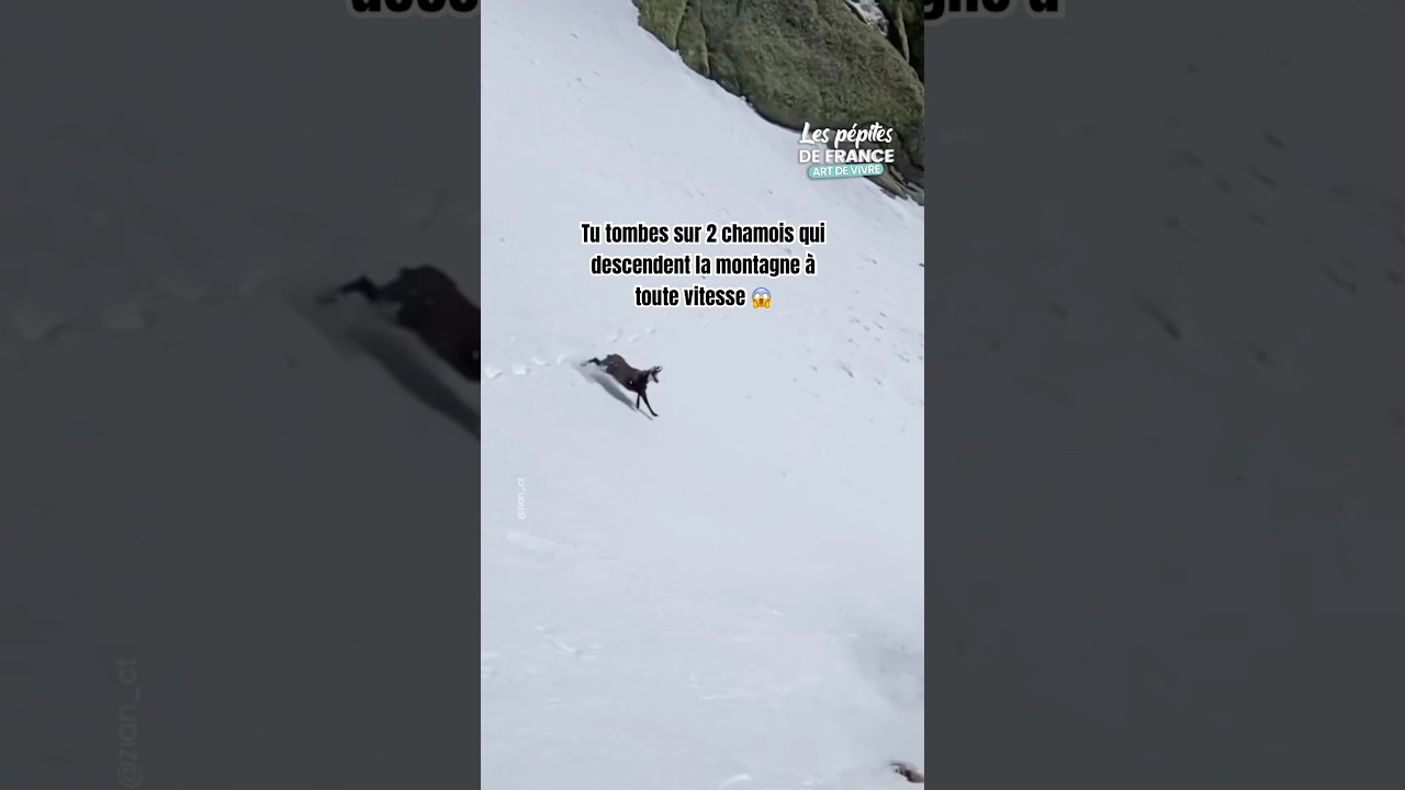 2 chamois qui decscendent la montagne &agrave; toute vitesse 😱