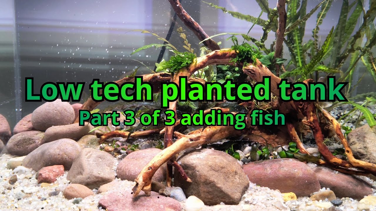 Low tech planted nano tank. W/ no co2. Adding the fish.