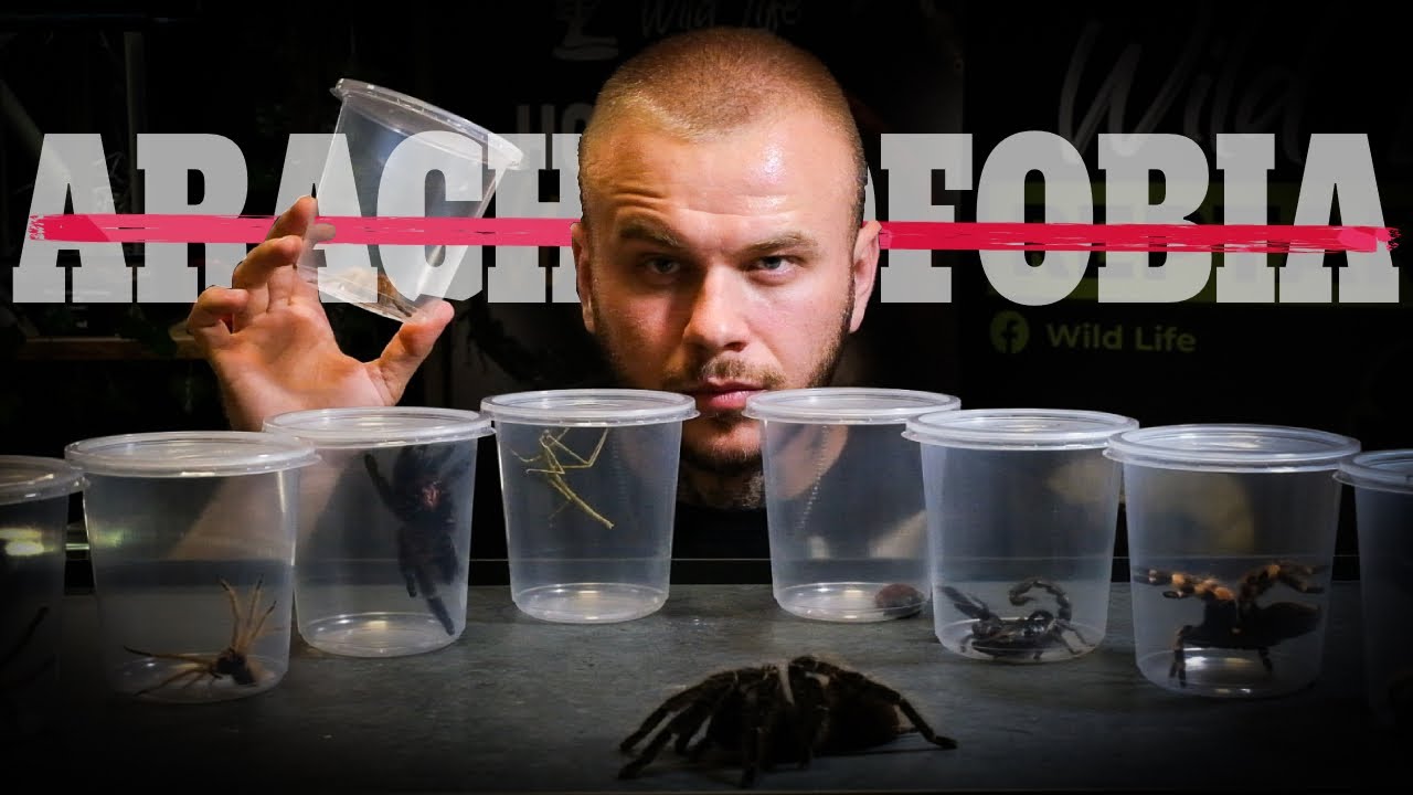 ❌ARACHNOFOBIA NIE ISTNIEJE❌