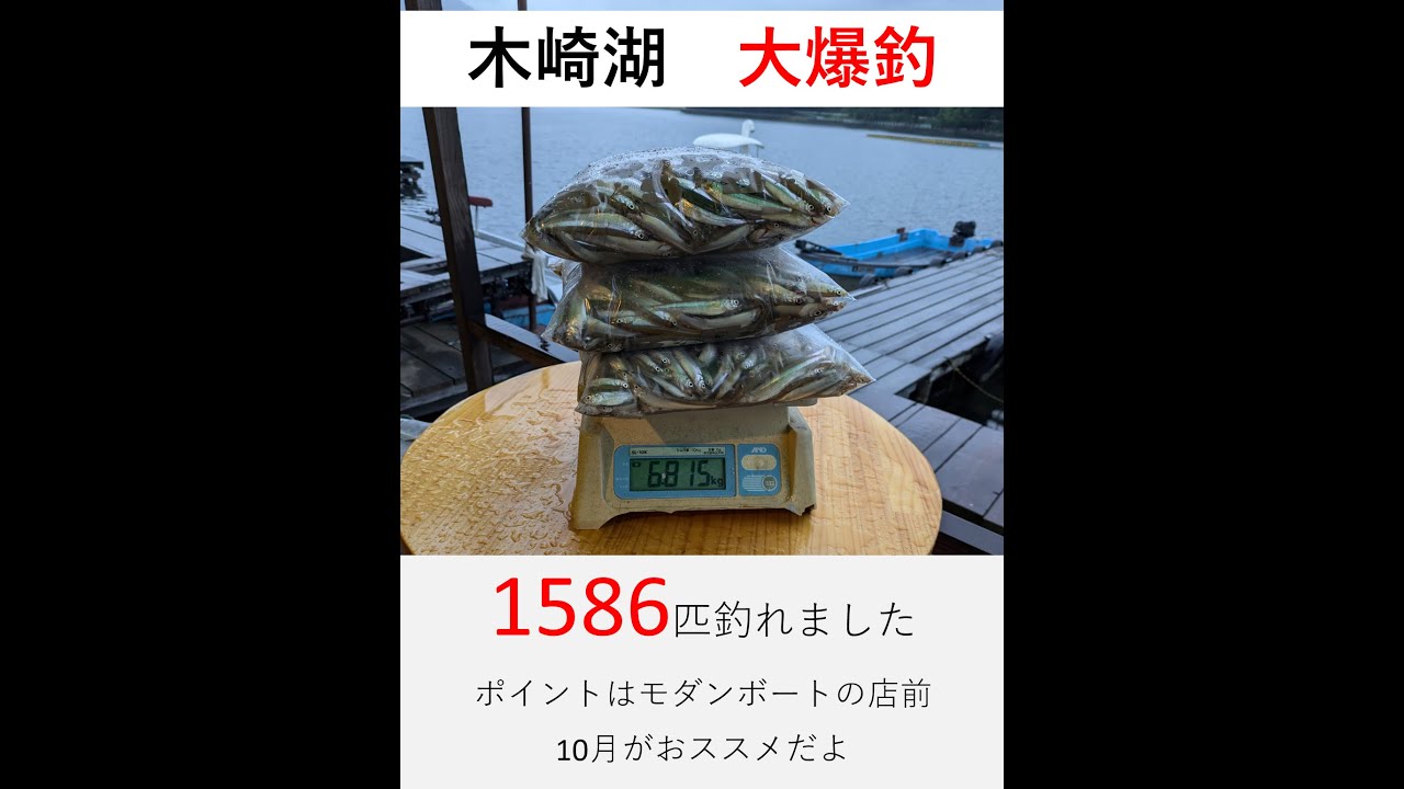 木崎湖ワカサギ釣り（解説あり）　9月20日21日　爆釣1586匹　総重量6.8㌔