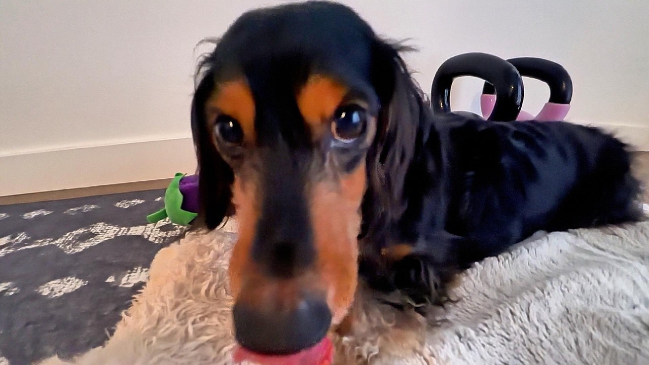 He LOST His Mind Over This New Toy!