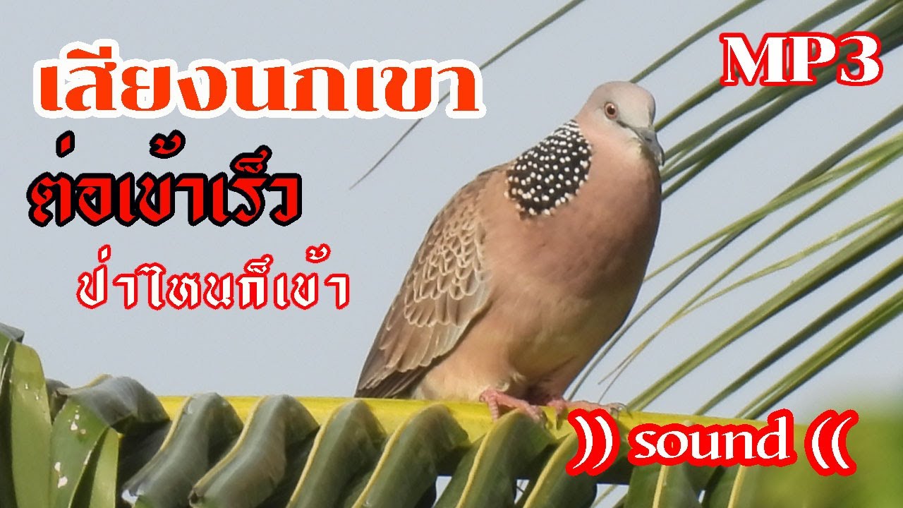 เสียงนกเขา   เข้าเร็วที่สุด Ep.2