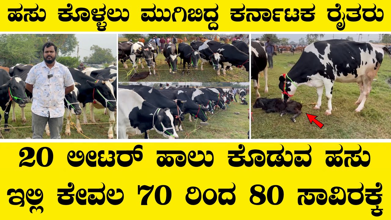 20 ಲೀಟರ್ ಹಾಲು ಕೊಡುವ ಹಸು ಇಲ್ಲಿ ಕೇವಲ 70 ಸಾವಿರಕ್ಕೆ ಮುಗಿಬಿದ್ದ ರೈತರು||Biggest cow market in asia