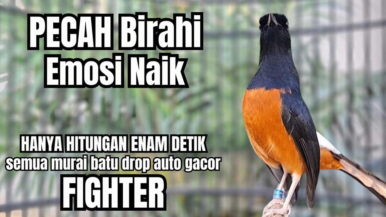 Murai batu GACOR TEMBAKAN MEWAH cocok untuk PANCINGAN agar bunyi JADIKAN burung murai gacor EMOSI