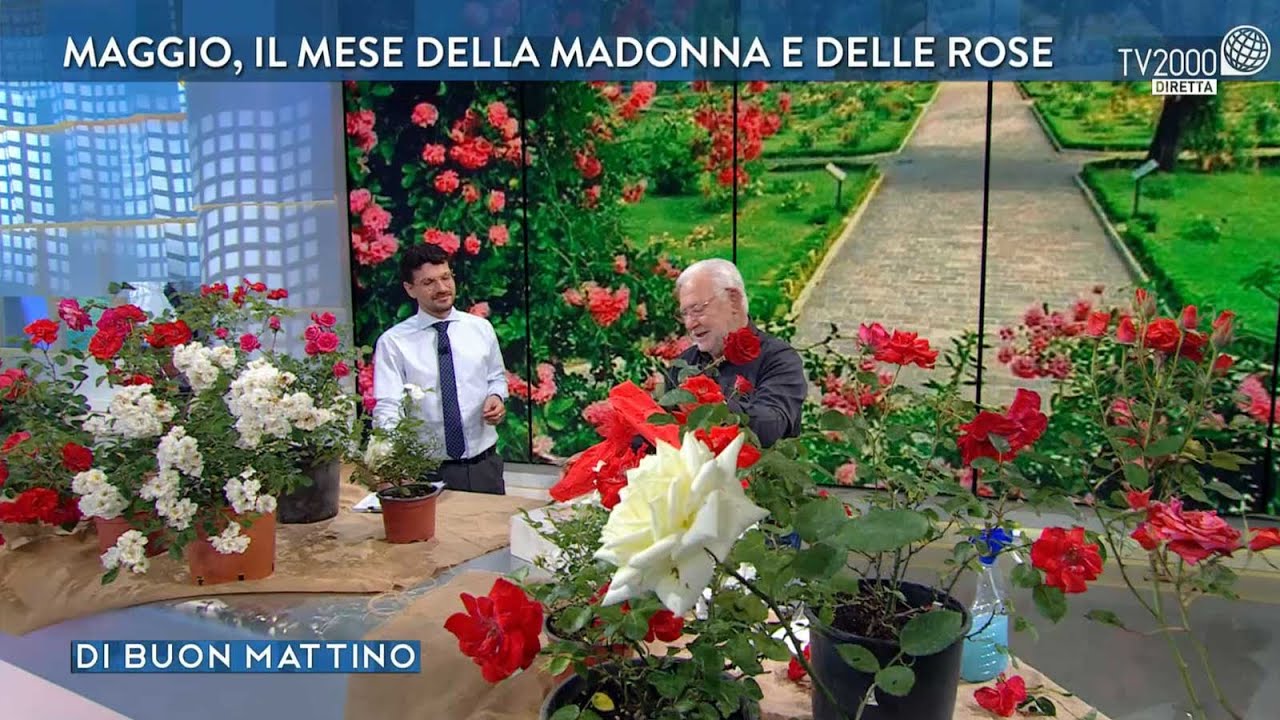 Come fare talee di rose con il Maestro Giardiniere