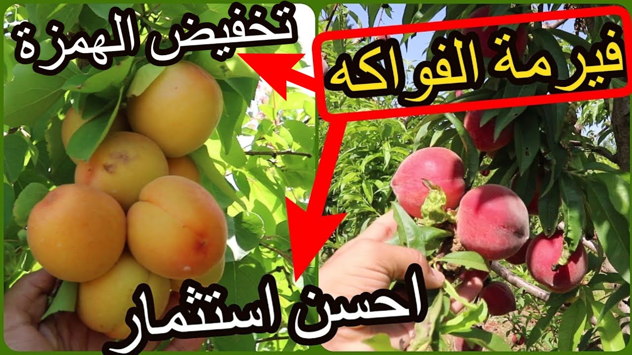 ✨تخفيض كبير باروع فيرمة فواكه بالمغرب للتصدير والاستثمار المتميز ✨ مكناس