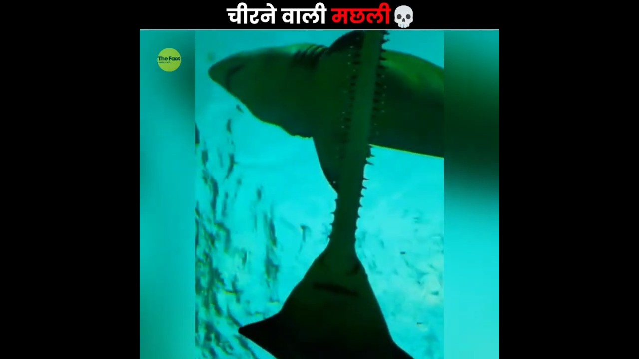 The Sawfish&rsquo;s Unique Hunting Method 😲
