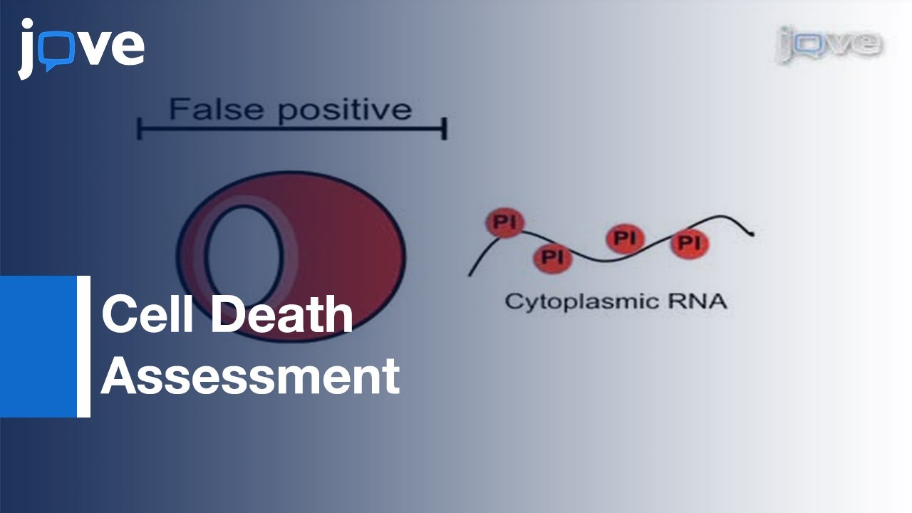 Cell Death Assessment