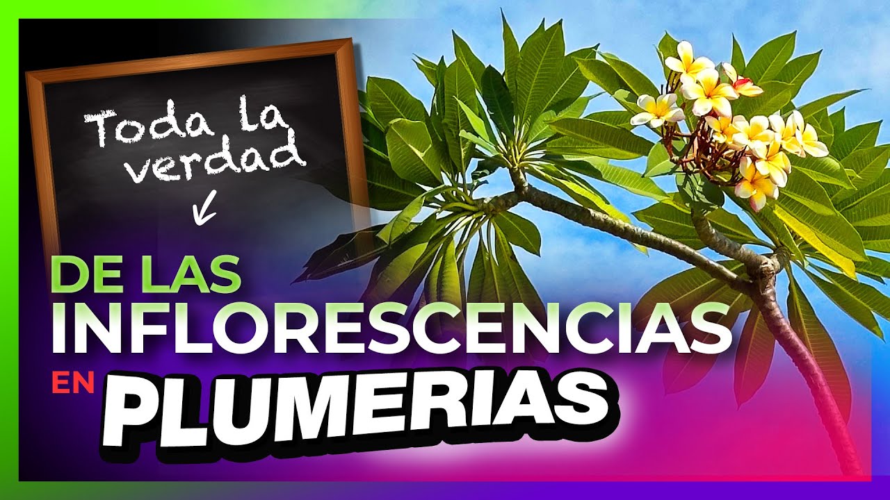 😮 TODO sobre las INFLORESCENCIAS de las PLUMERIAS 🌸 #plumerias #plumeriaflower