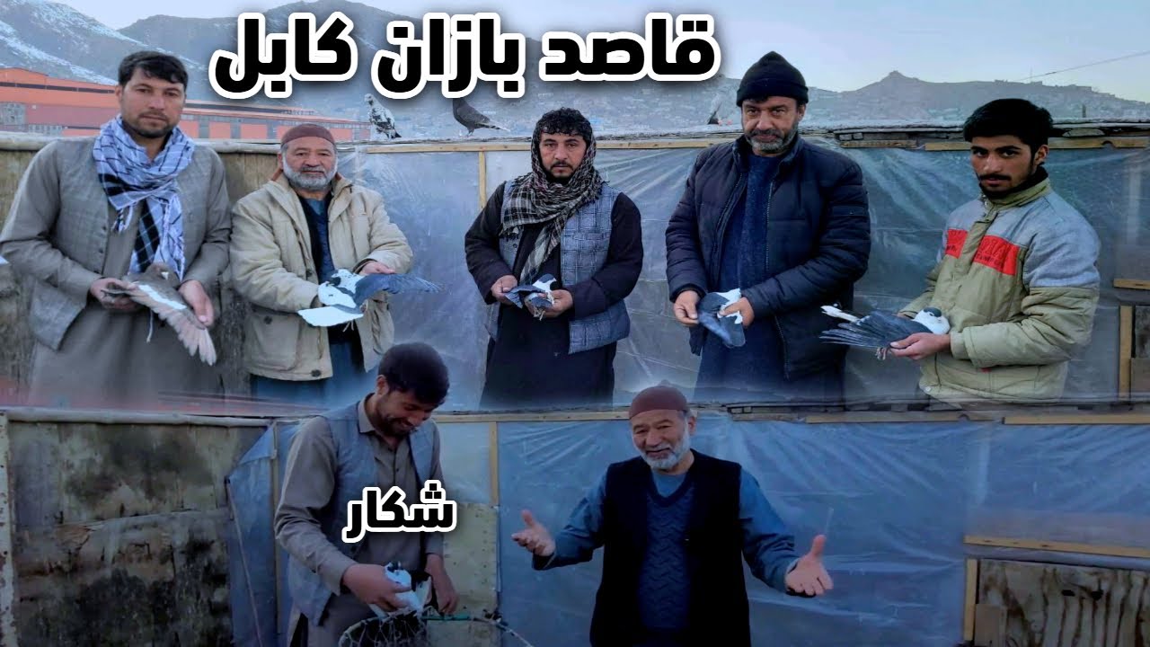 ۵۰/۵۰ قاصد و وطني/ تخنیک آوردن کفتر حریف از سر ریز شان/ شکار سرګردان/ Racer Pigeons