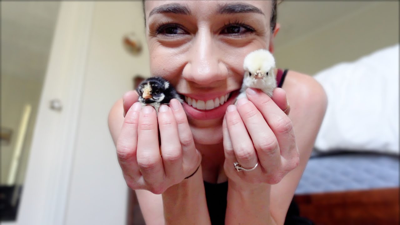 WE GOT BABY CHICKS!