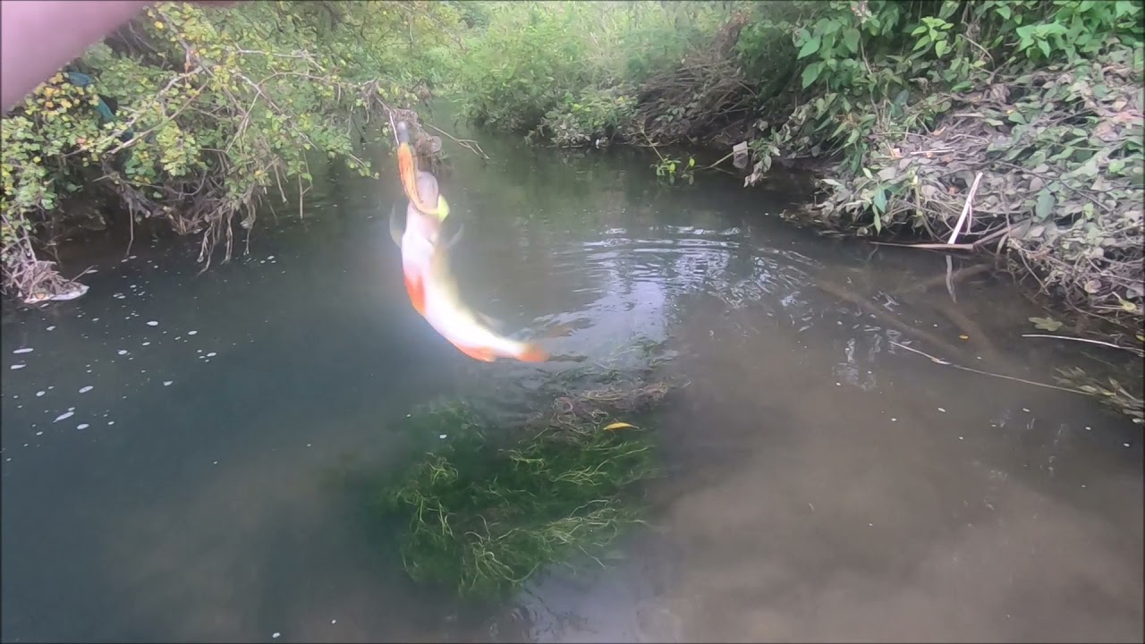 RIVER EREWASH LURE FISHING