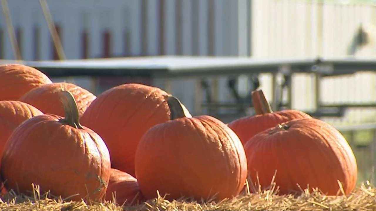 Pumpkin Town Opens With Over 20 Fall Attractions In Tulsa