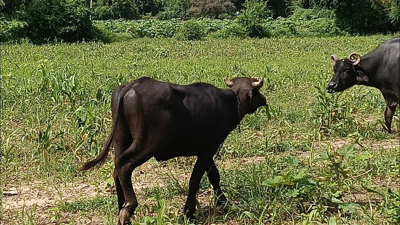 આજે તો ભેશો ને ખેતર ચારવા માટે લઇ ગયા 