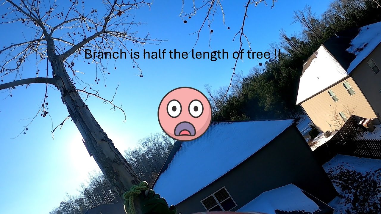 Try not to puke in tree!