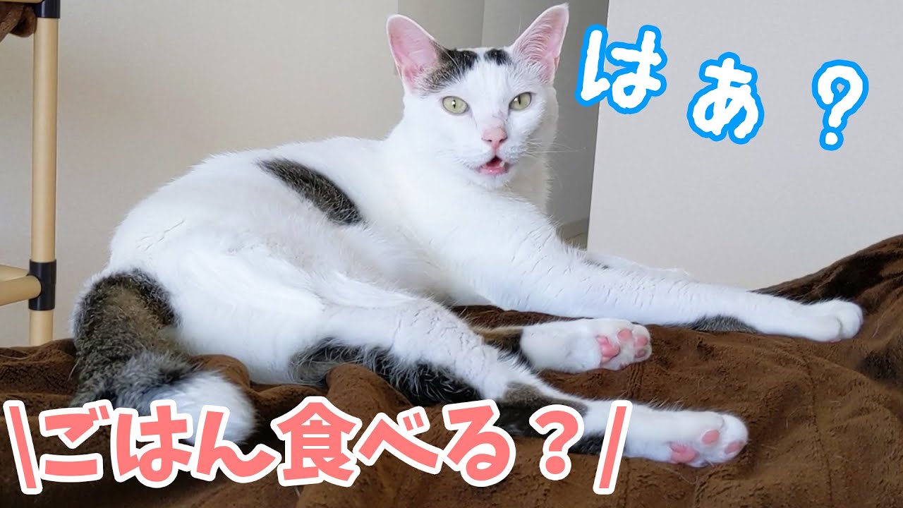 ご飯の時間を忘れていた猫たちがこちらです