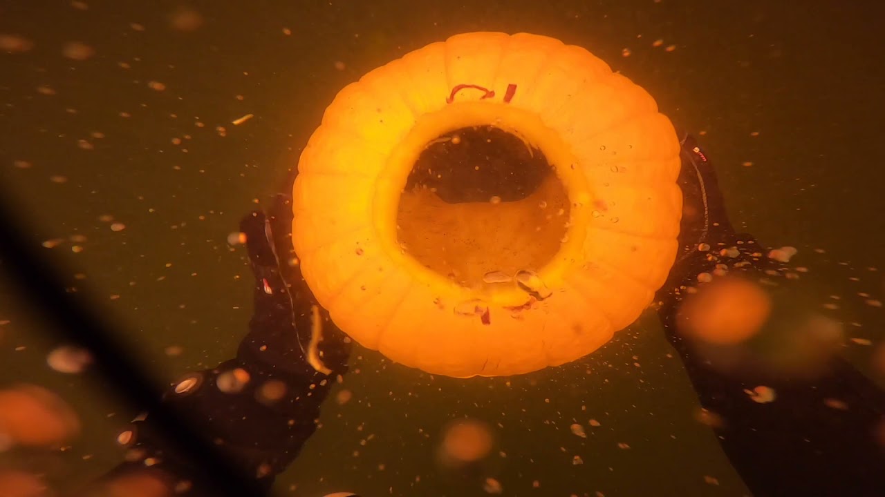 Dive Shop Flint Michigan Pumpkin Carving Contest   Otter Lake, MI