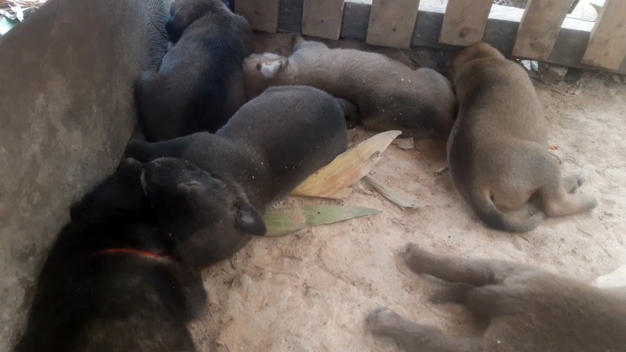 Day 9 Feeding poor mother dog and 7 puppies(EP28) - Rescue family puppies
