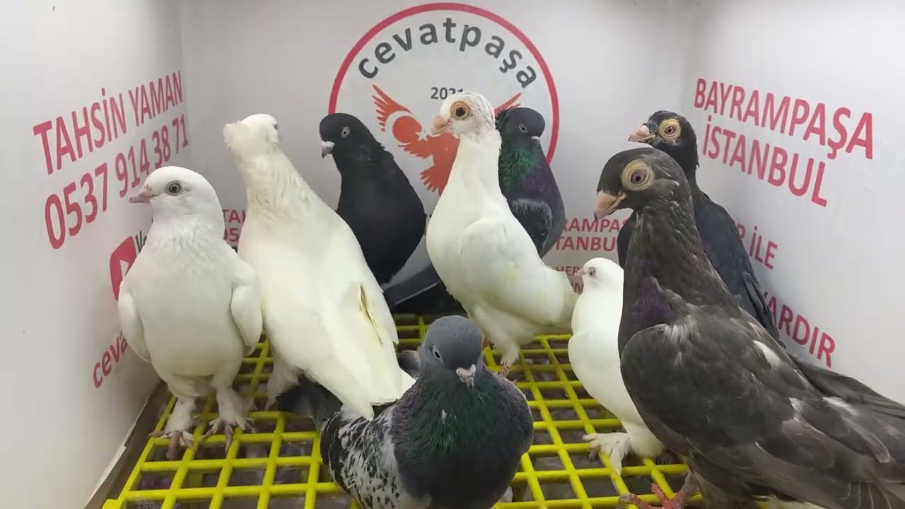 canlı güvercin mezat