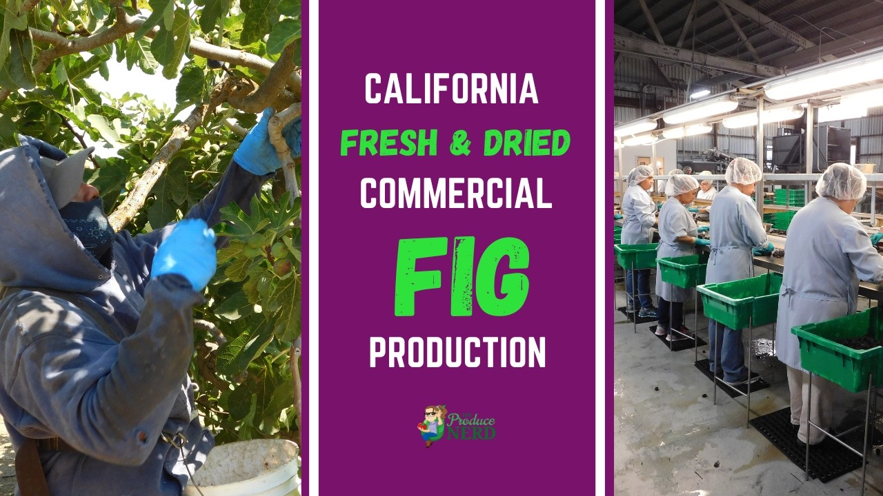 Fresh Fig Harvest, Dried Fig Harvest & Everything in Between!