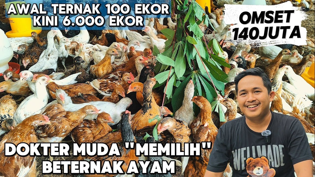 CARA PANEN AYAM KAMPUNG 60 HARI❗ DOKTER MUDA SUKSES BETERNAK AYAM
