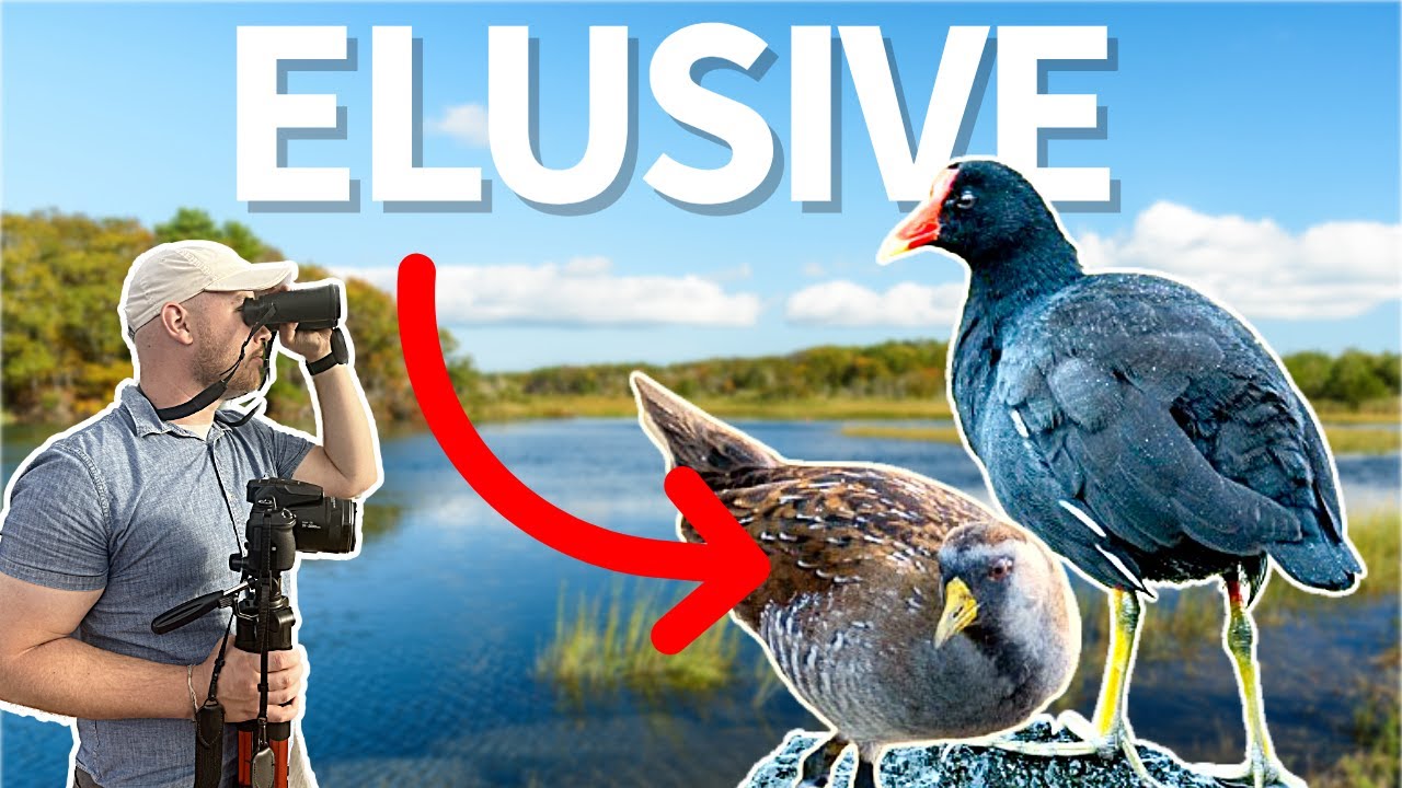 Finding ELUSIVE marsh birds in San Diego