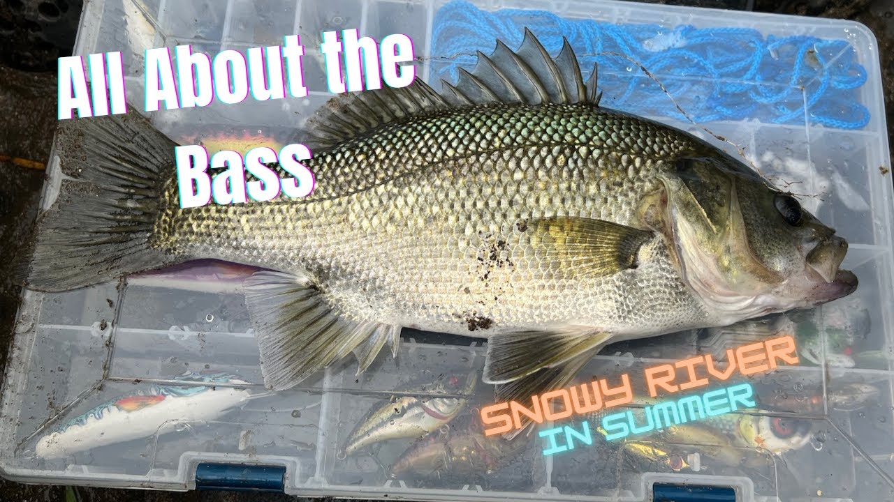 All About the Bass -Snowy River Bass Fishing in Summer