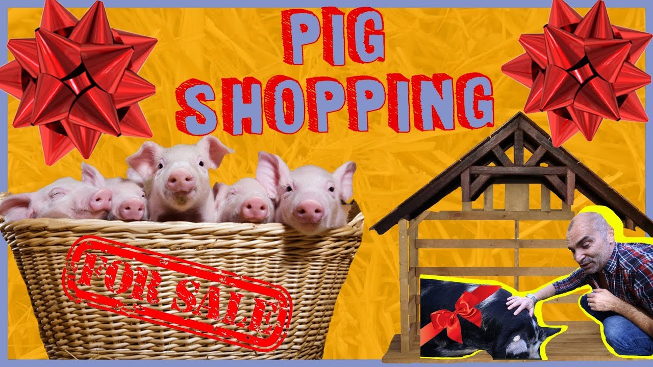 PIG SHOPPING | LOUIE SPENCE