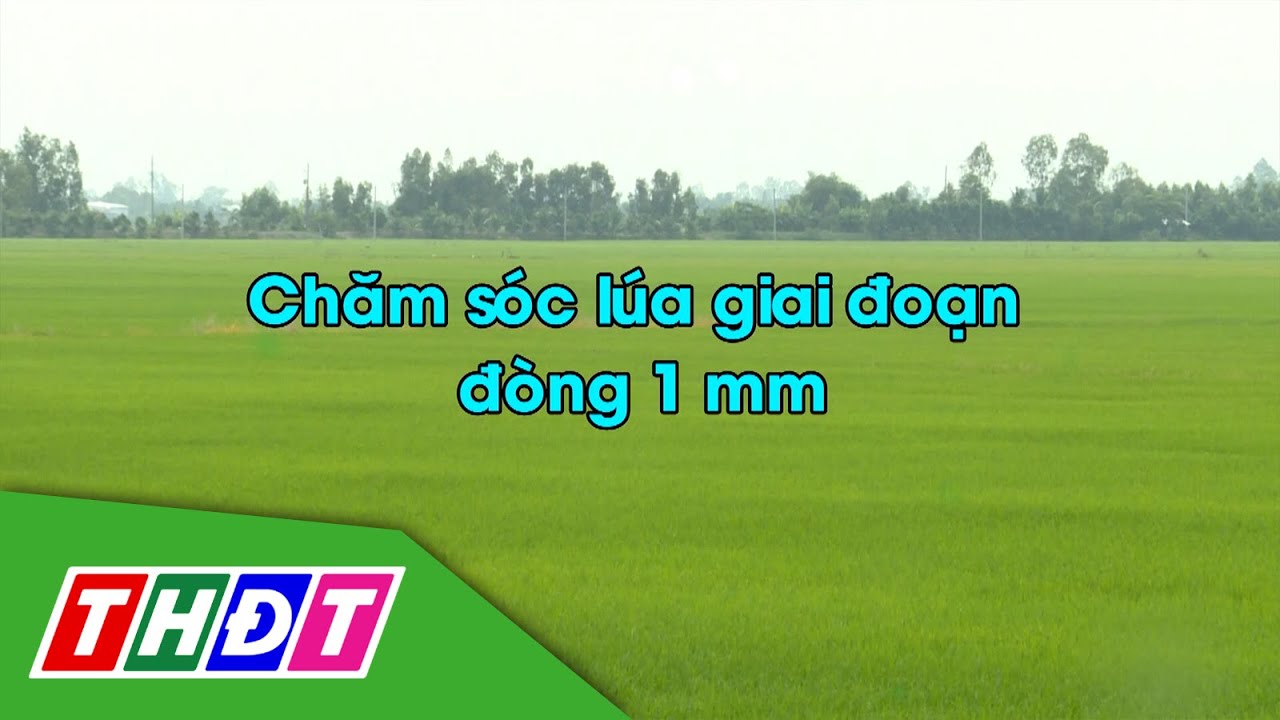 Chăm sóc lúa giai đoạn đòng 1mm | Khuyến nông - 15/10/2024 | THDT