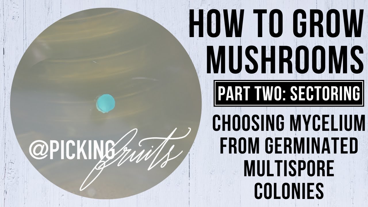 How To Grow Mushrooms Part Two: Sectoring