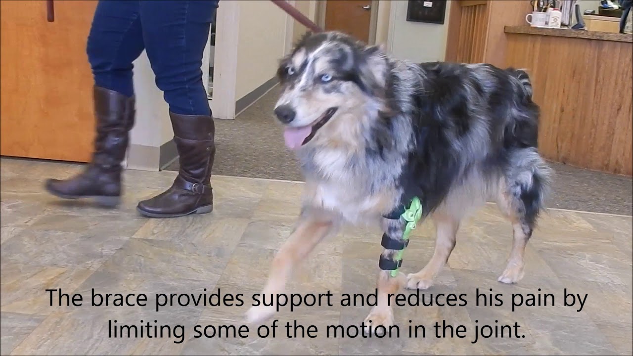 Dude the Australian Shepherd with custom My Pet's Elbow Brace