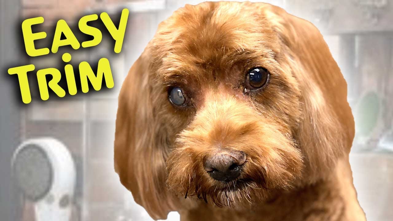 SMALL DOG HAIRCUT easy STEP by step INSTRUCTIONS
