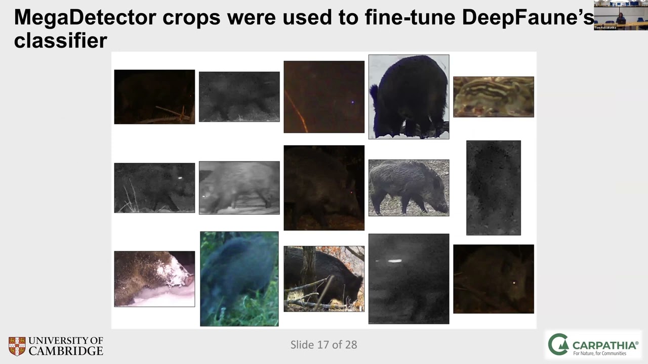 Real-time Wildlife Monitoring