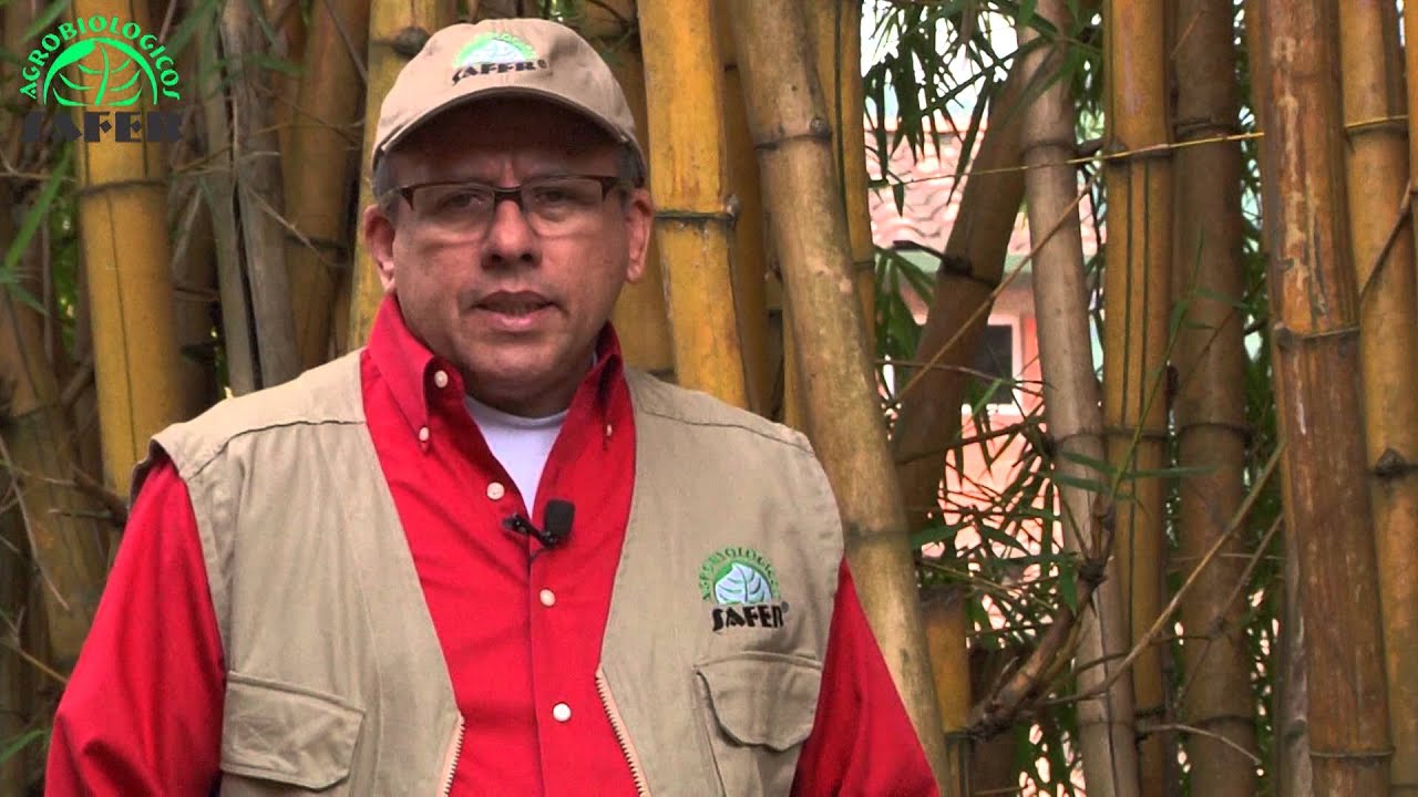 Cultivo de Maracuyá
