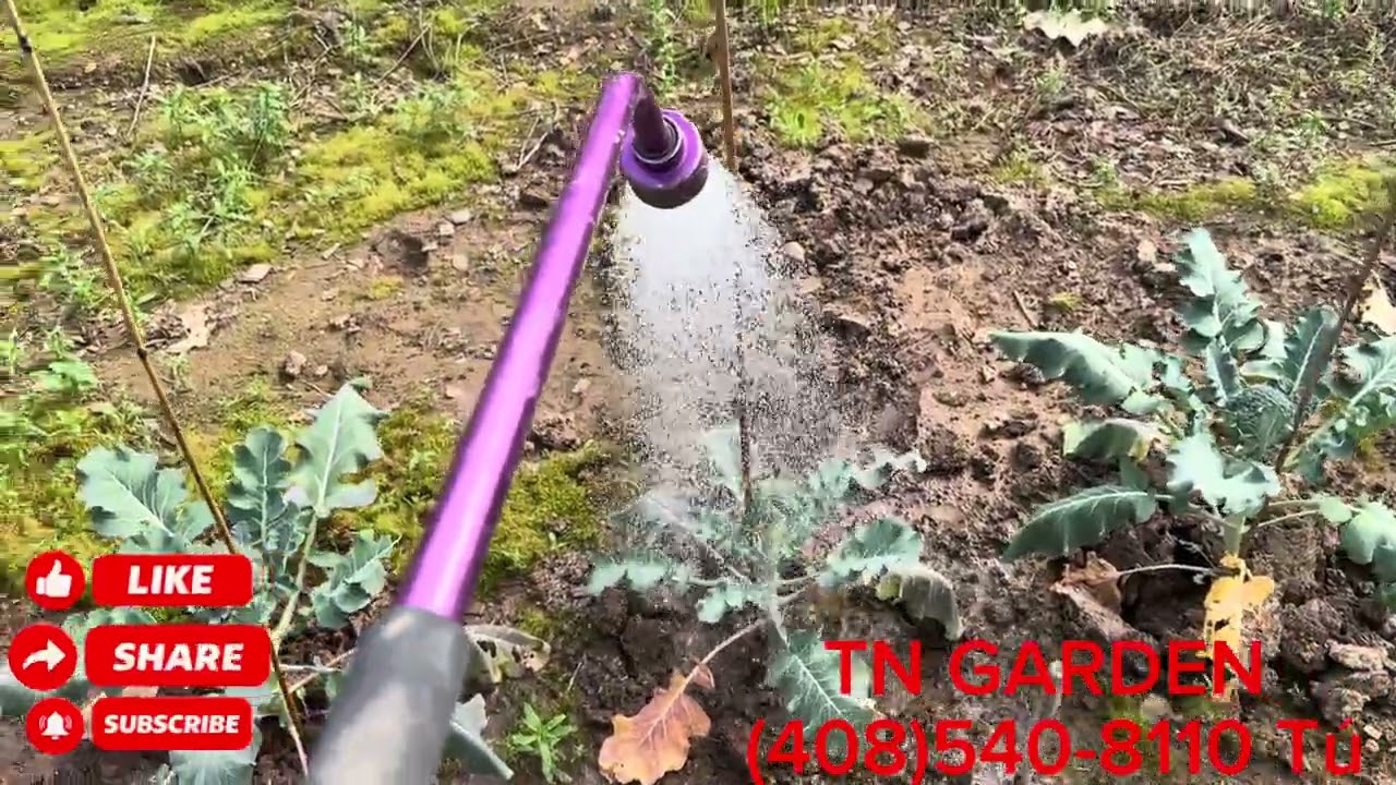 Các loại cây ăn trái đã về mận Dahari, xoài ..ổi, táo hồ lô và Chico..mời cả nhà ghé ủng hộ tụi em