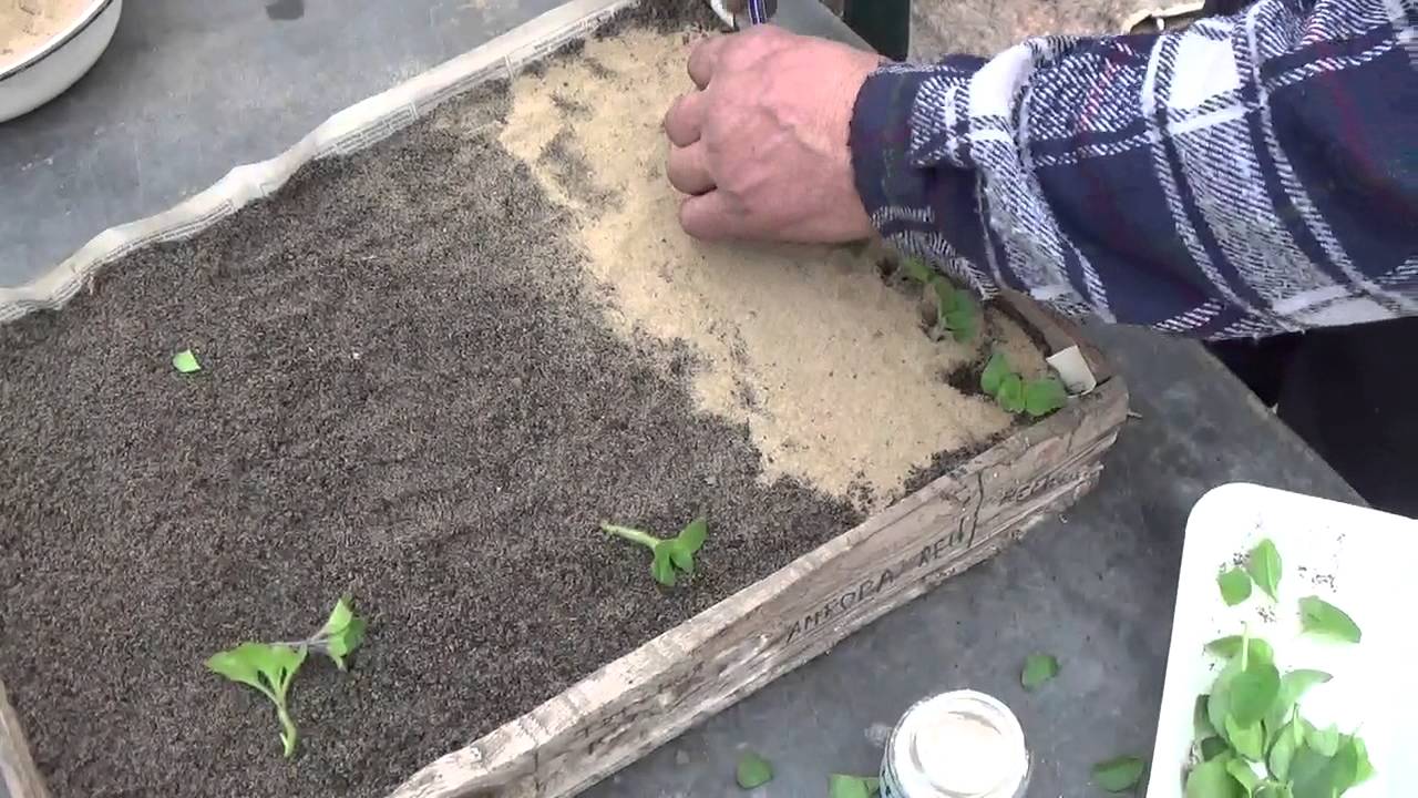 ЧЕРЕНКОВАНИЕ АМПЕЛЬНОЙ ПЕТУНИИ