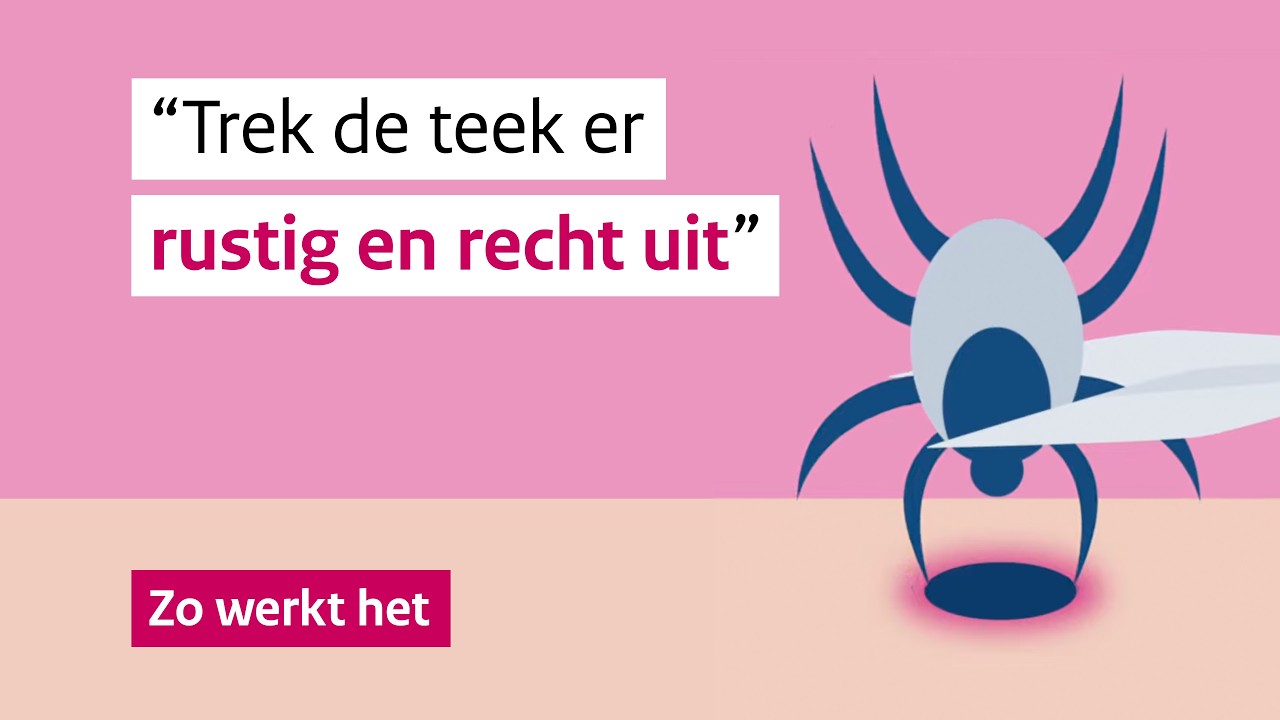 Zo verwijder je een teek veilig