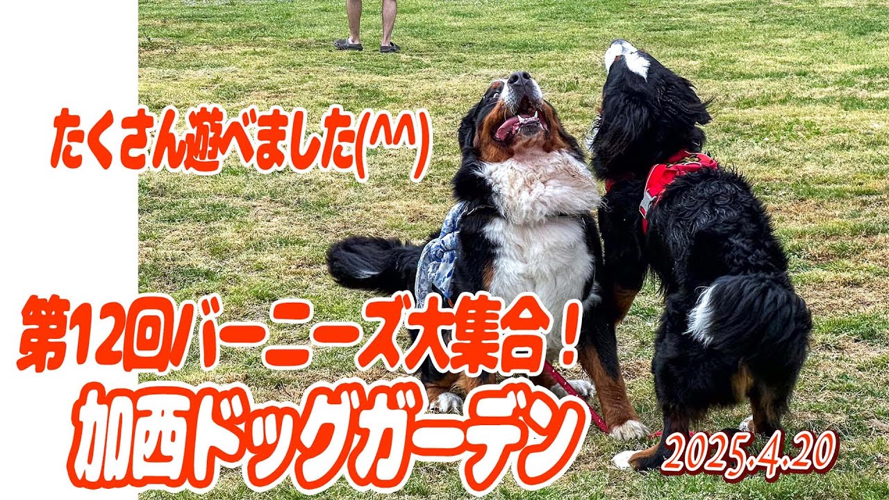 仁義なき闘い(^^)第12回バーニーズ大集合！加西ドッグガーデン／いっぱい遊べました！／大型犬散歩