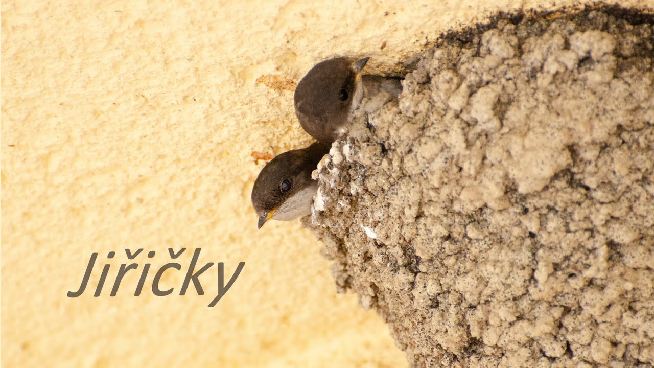 JIŘIČKY