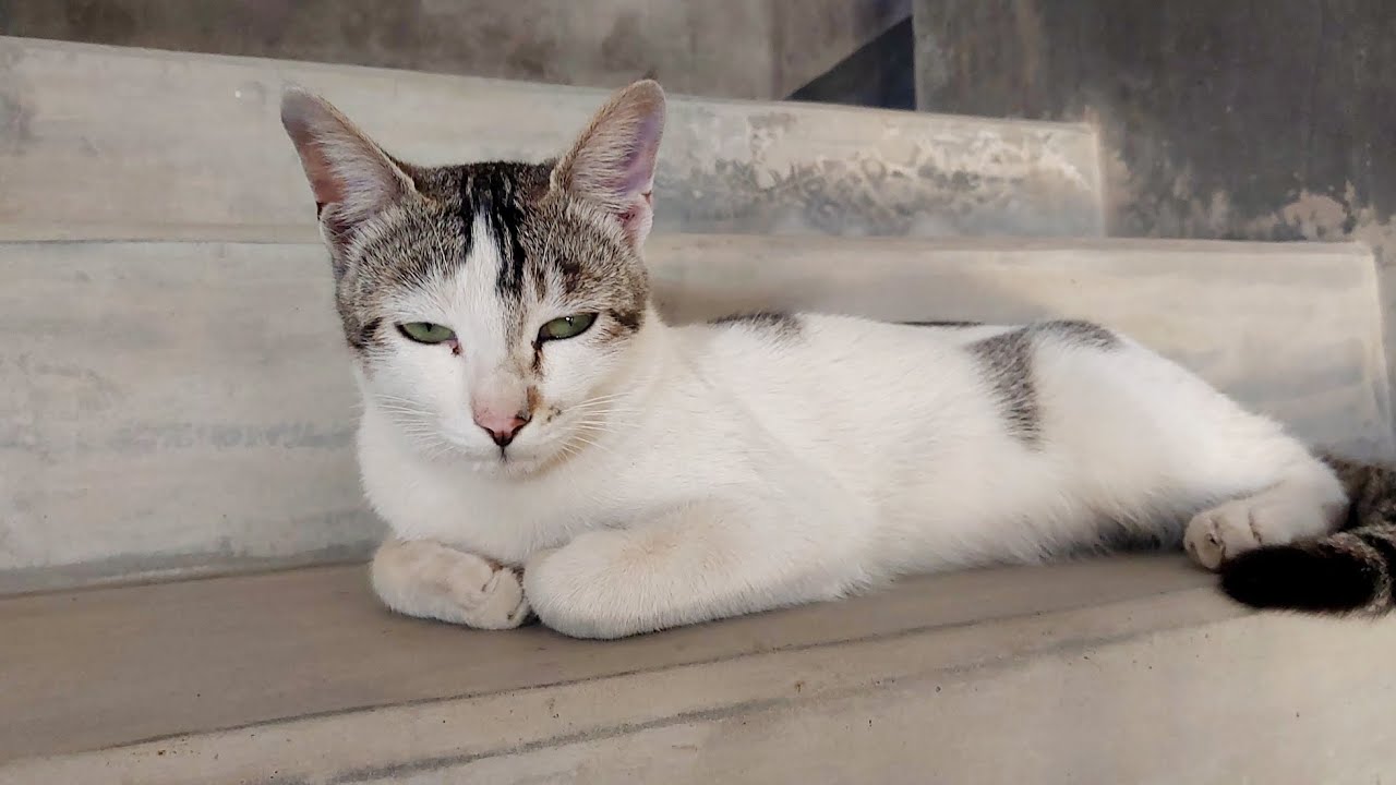 FUNNY KITTENS COMPILATION || Cute baby kittens meowing ll #catvideos #cat #animals #funnyanimals 