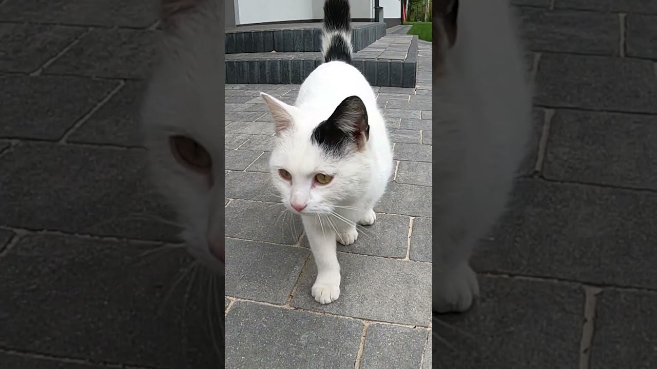 Kot w roli szpiega. BIAŁASKA na tropie kociej afery