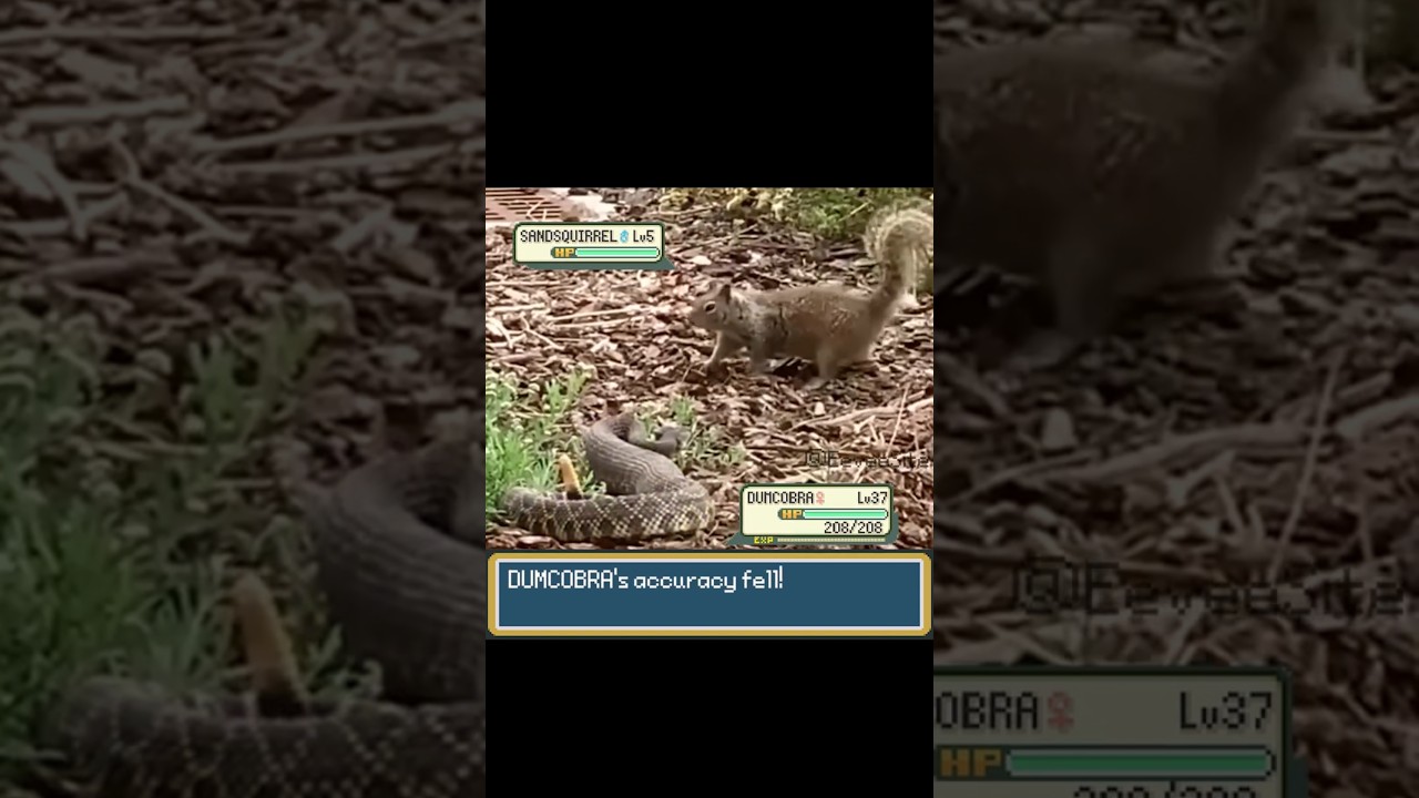 Snake and a Squirrel fighting a Pokemon Battle! #pokemon #pokemonmeme #pokemonbattle #irlpokemon