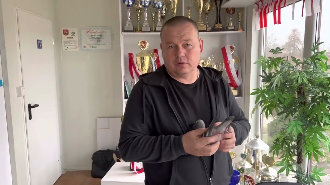 Marcin Kobiela gołębie rozpłodowe - linia OLIMPIJCZYKA  PL-0177-13-2250