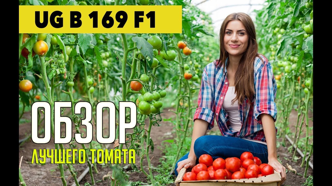 Обзор мясистого томата UG B 169 F1 - Помидор переносит ЖАРУ🌞