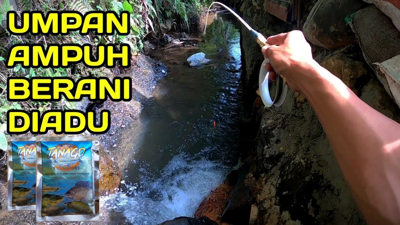 TERBUKTI.! Pake Umpan Tanago Mancing Jadi Makin Jago