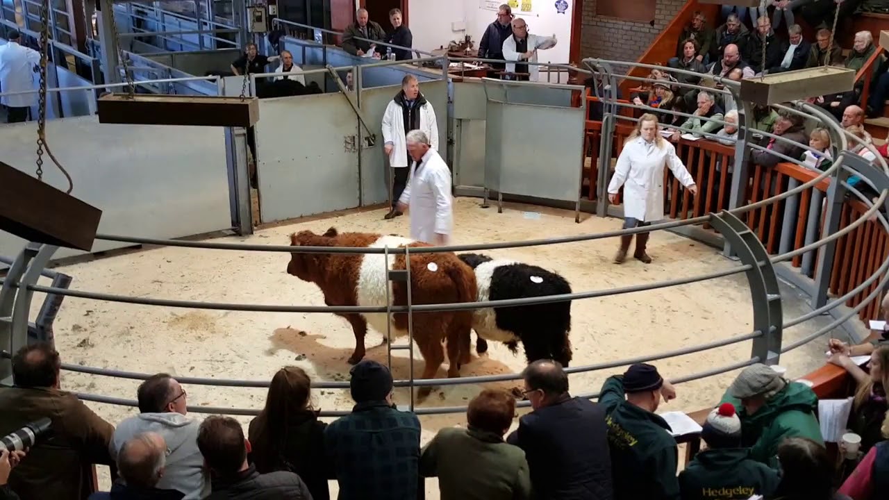 Belted Galloway and White Galloway Show & Sale (5)