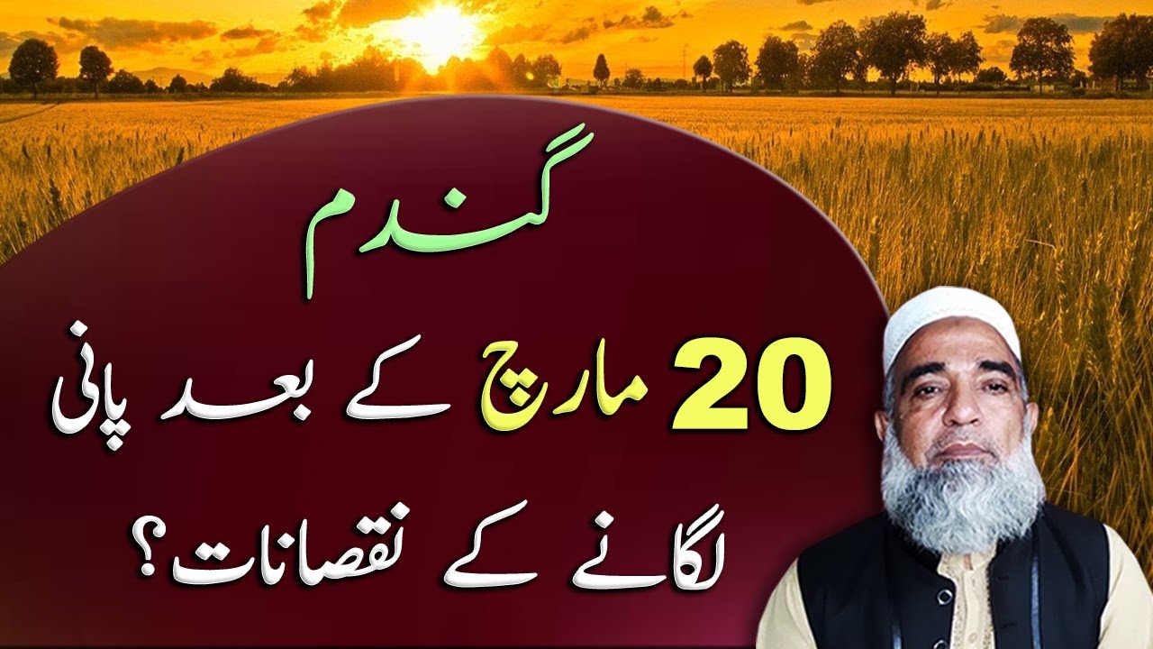 Why Last irrigation of wheat should be up till 20th of March || Crop Reformer