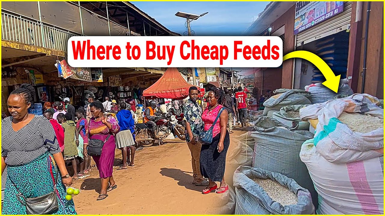 Where I Buy My Poultry Feeds in Kampala + Current Prices of Maize & Concentrate