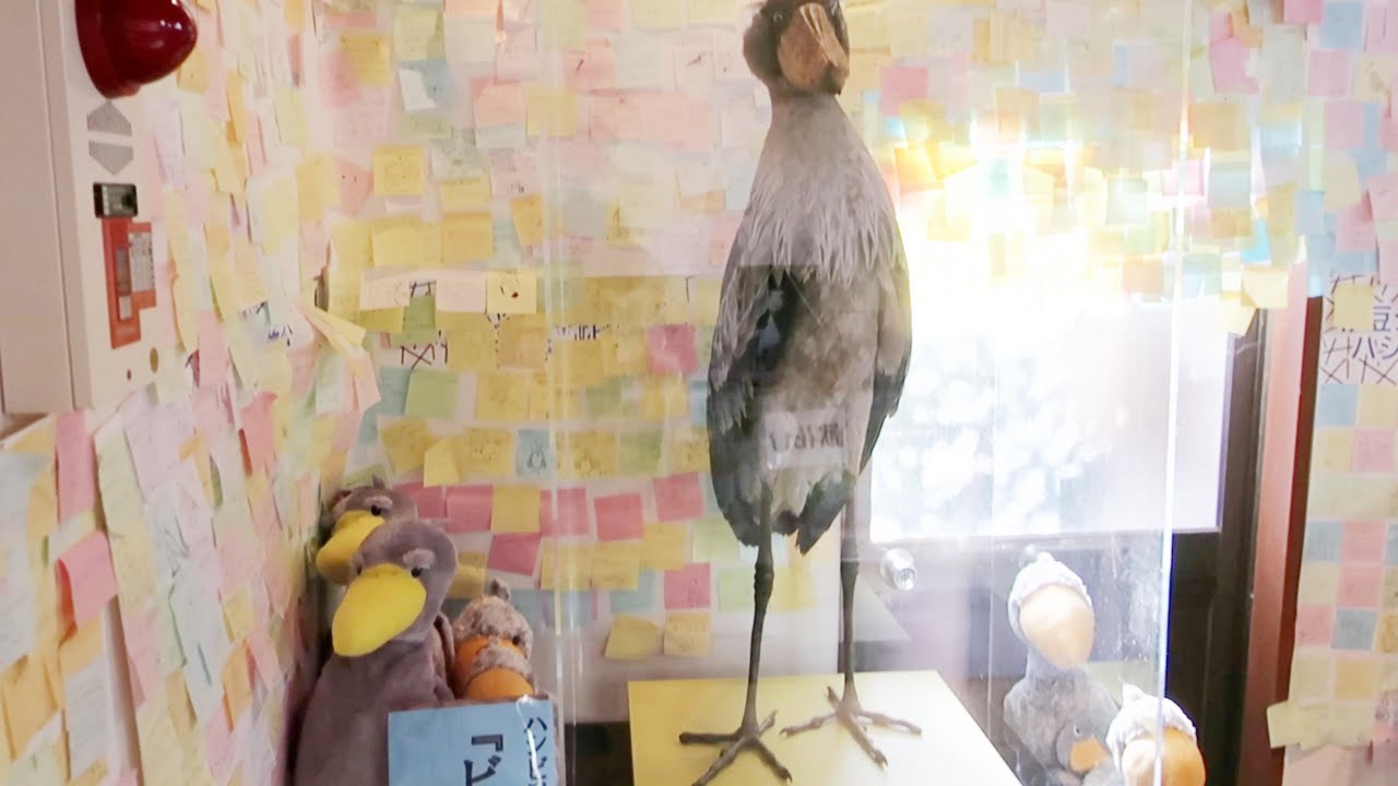 番外編 実はメスだったハシビロコウのビルじいさん　剥製になりお出迎え【伊豆シャボテン動物公園】【2022年11月12日】