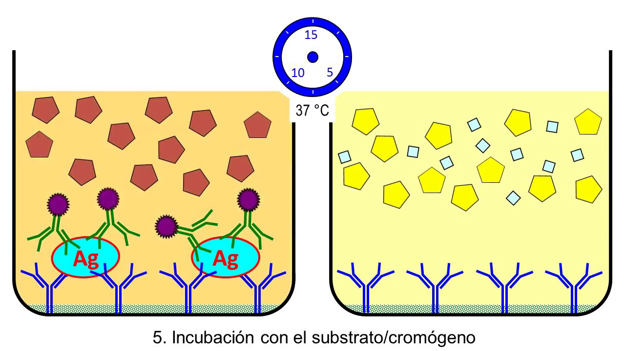 Video ELISA Sandwich
